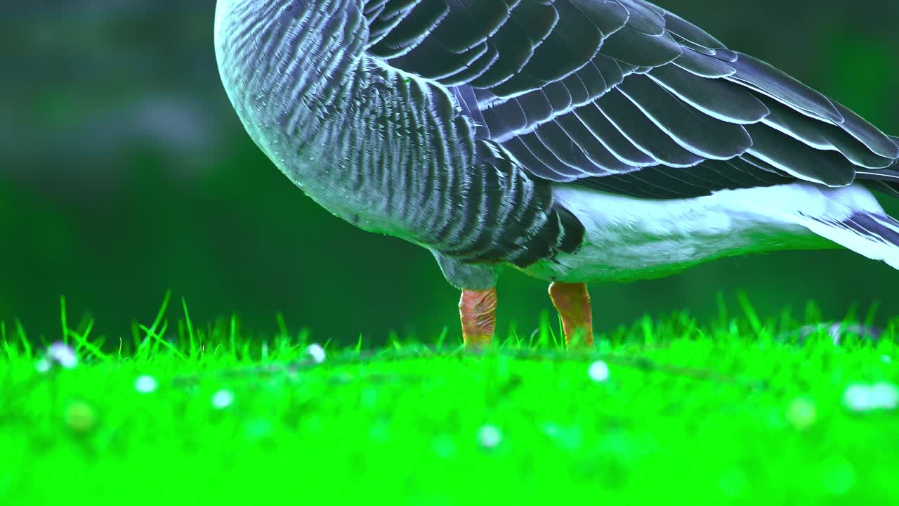 pildammsparken i malmö sweden의 녹색 공원 자연에서 함께 먹는 갈매기와 아기 갈매기의 근접 촬영 발