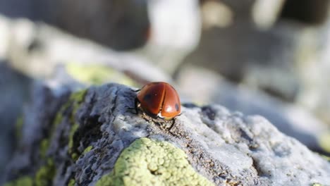 ladybug walking on the rock. slow motion. 4k