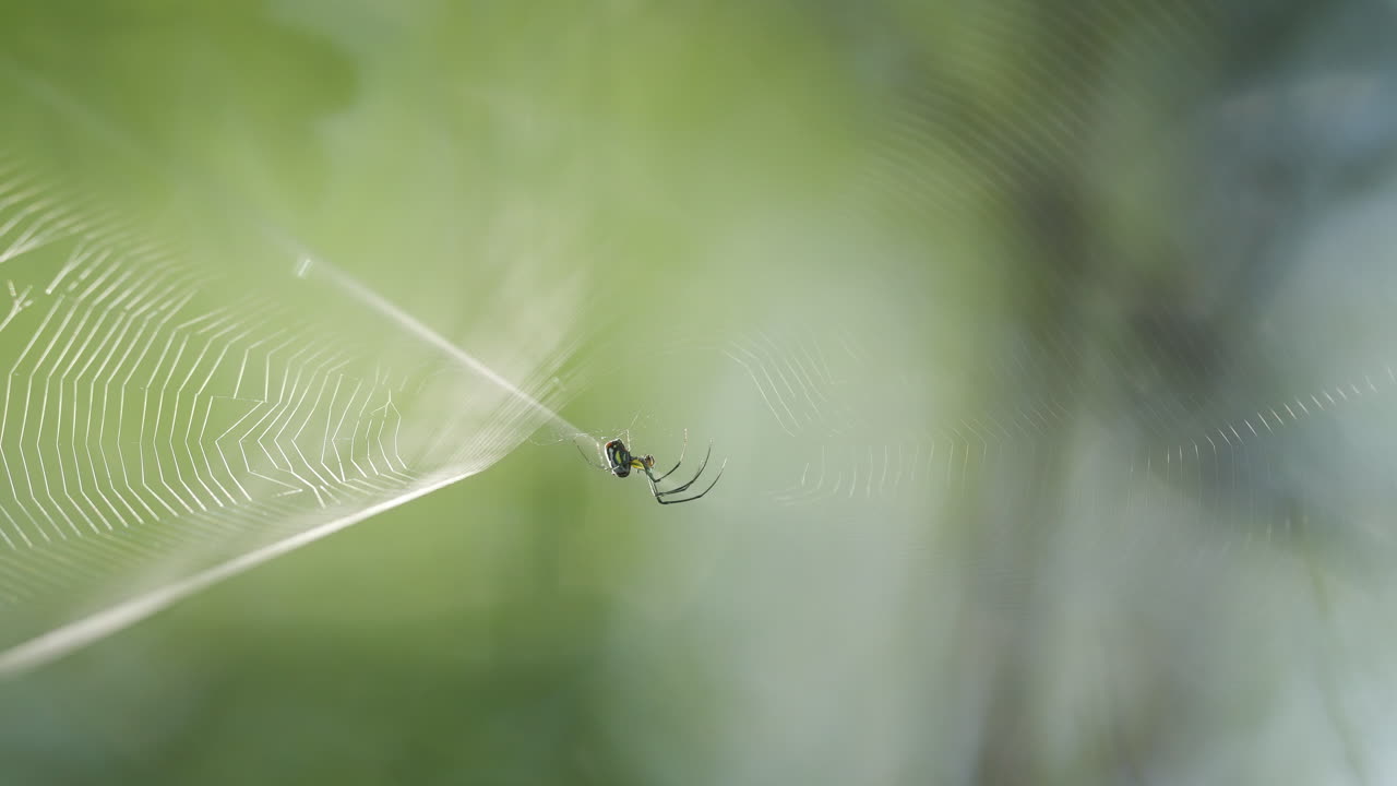 Orchard Spider Hanging in Web