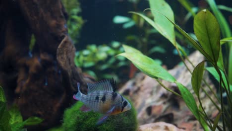 fish swimming around greenery inside an aquarium