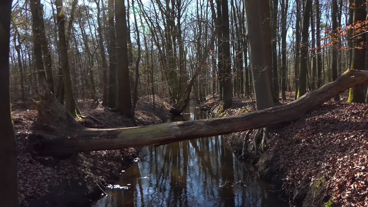 árbol caído sobre un arroyo tranquilo en un bosque