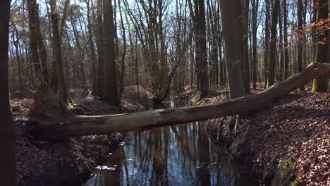 fallen tree over a calm brook in a forest