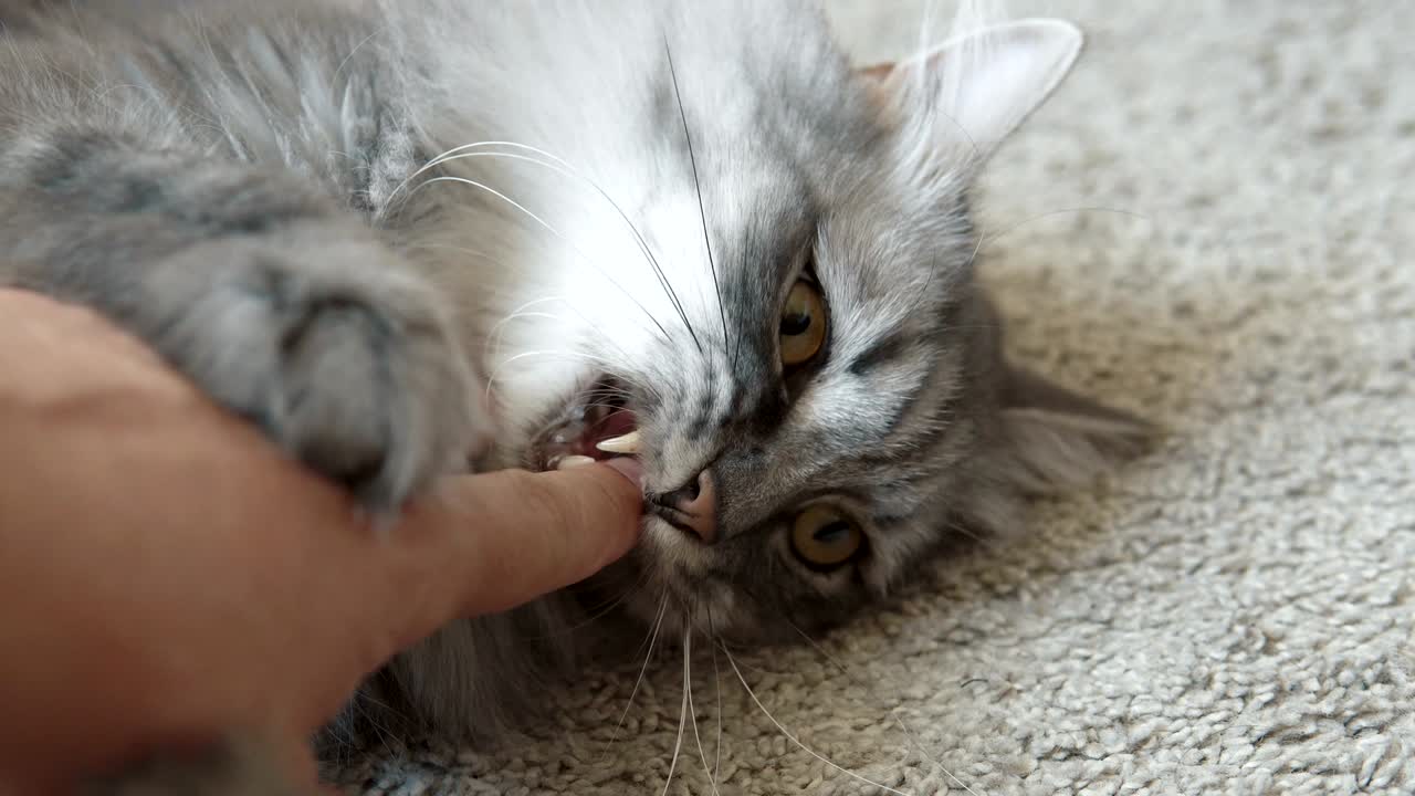 그의 고양이와 노는 남자