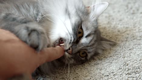 hombre jugando con su gato