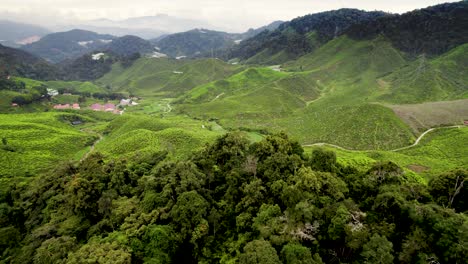 在卡梅倫高地的森林後面拍攝的茶園的無人機拍攝