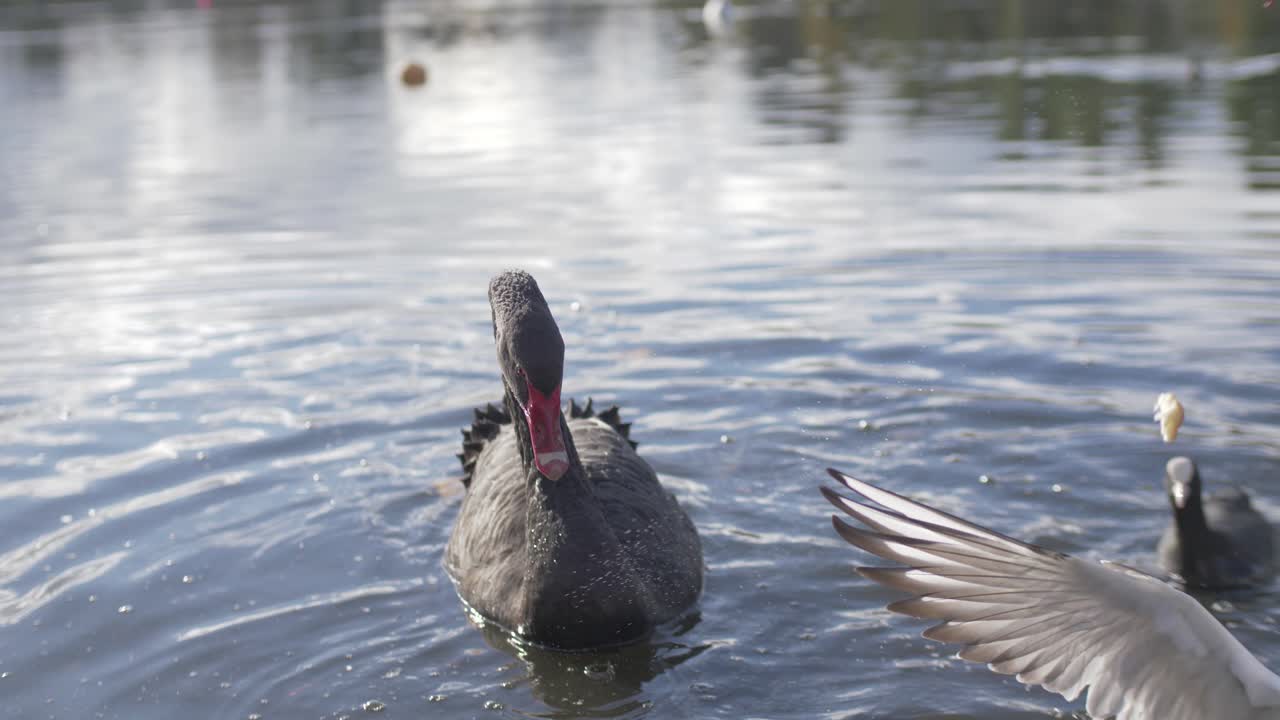 cisne negro atacado por gaviotas