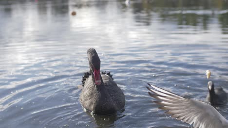 Cisne-Negro-Atacado-Por-Gaviotas