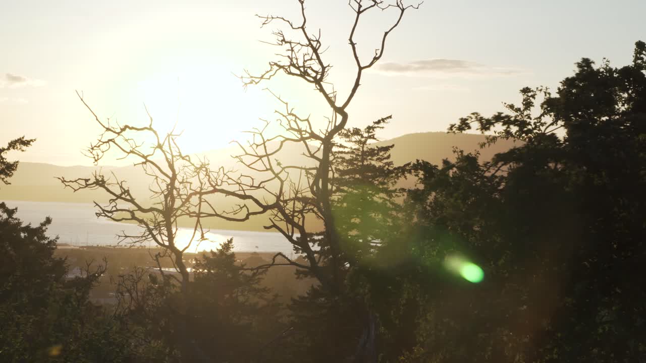 Trees In The Cap Sante Park With Bright Sun Shining In The Background. - wide static