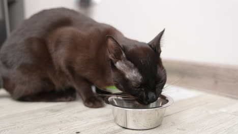 shiny black short-haired cat having dinner. beautiful domestic animal eating from a metal bowl. close up.
