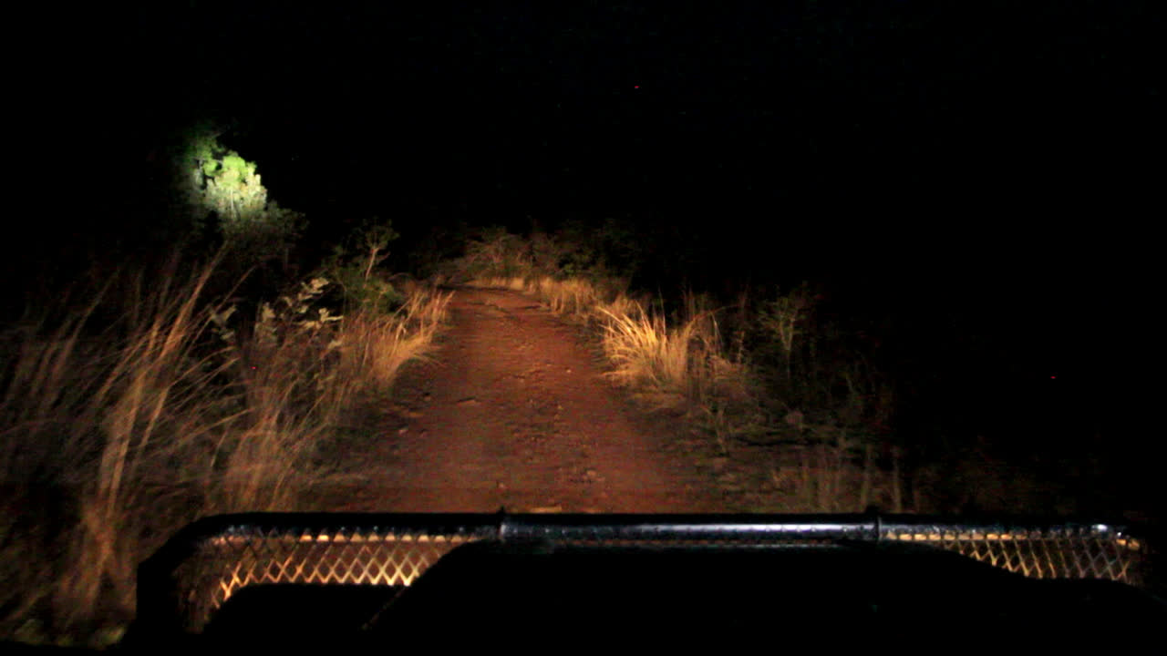 Filmed from the passenger seat of a safari jeep, driving at night through the bush of South Africa. Flash lights are used to try and spot wild life.