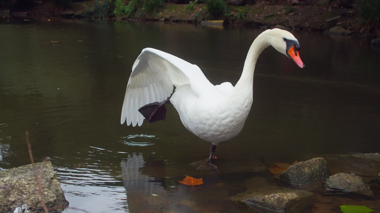 un hermoso cisne blanco parado a orillas del lago en un parque
