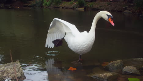 Ein-Schöner-Weißer-Schwan,-Der-Am-Seeufer-In-Einem-Park-Steht