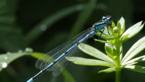 macro shot of a beautiful blue dragon fly sitting on top of a green plant in slow motion