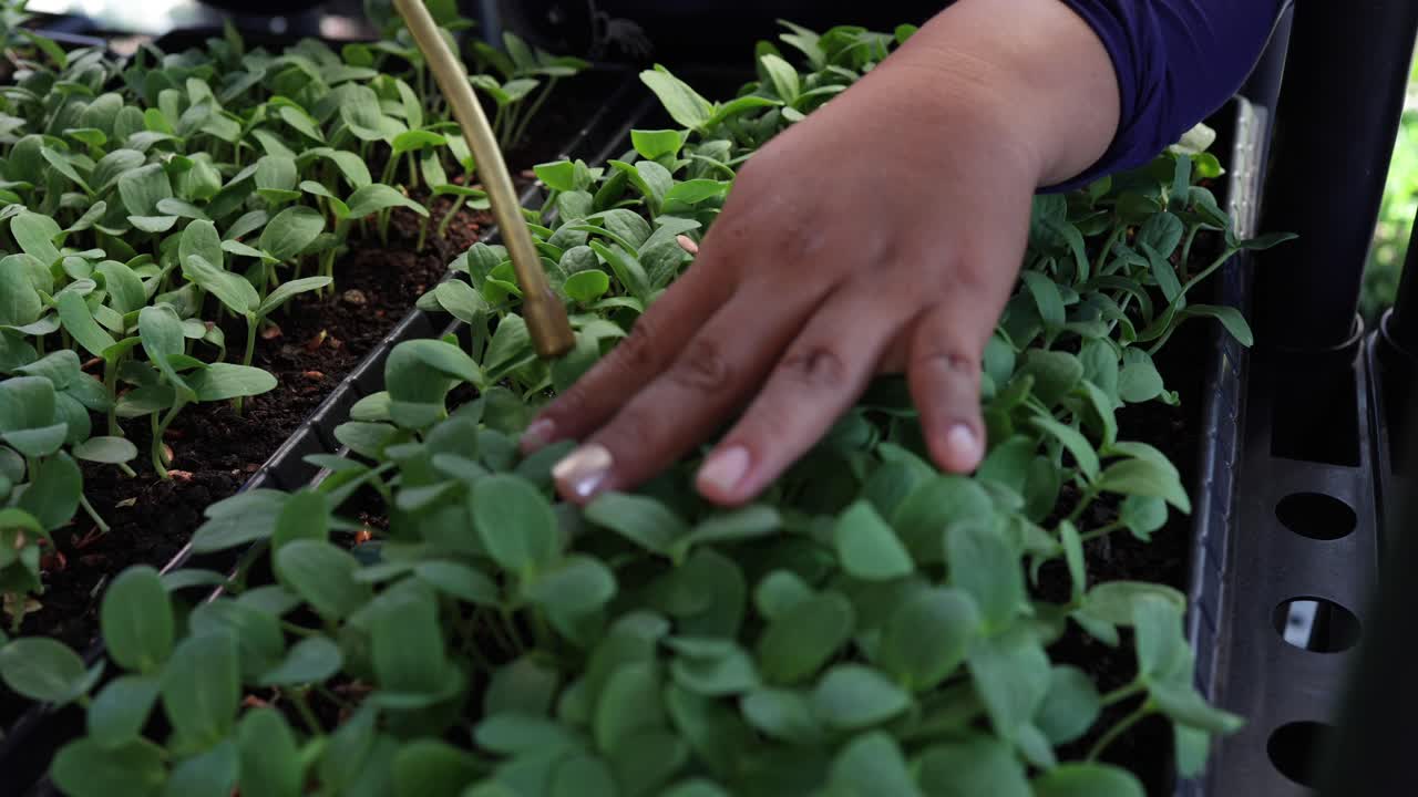 riego de plantas en crecimiento en invernadero