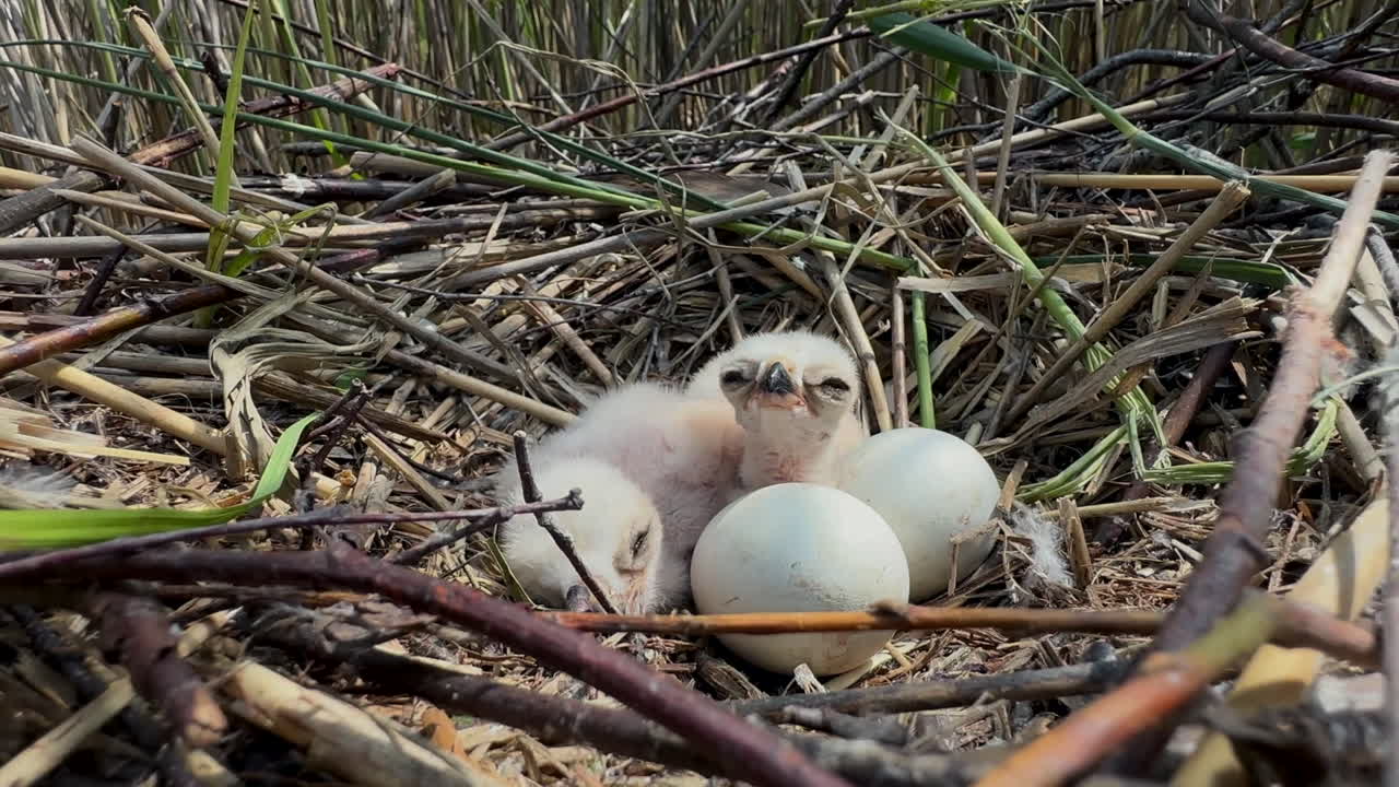 Western marsh harrier (Circus aeruginosus) chicks in a nest with two eggs