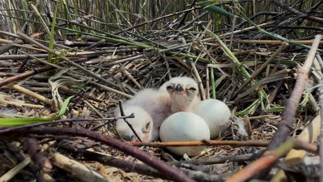 western marsh harrier (circus aeruginosus) chicks in a nest with two eggs