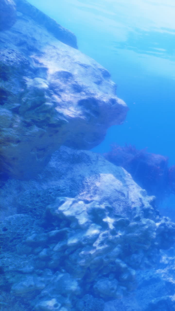 Abaixo da superfície de um oceano claro, corais e rochas criam um cenário vibrante.