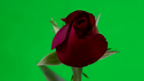 red rose blooms, time lapse, green screen 4k footage