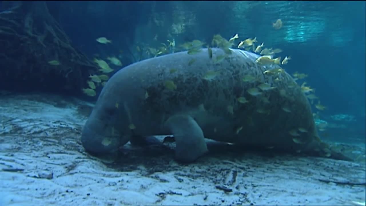 매너티가 물속에서 헤엄치고 있다 1