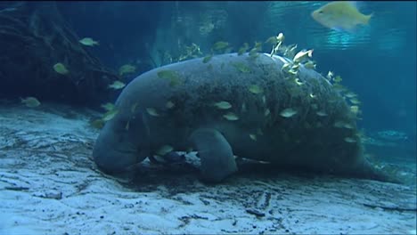 a manatee swims underwater 1