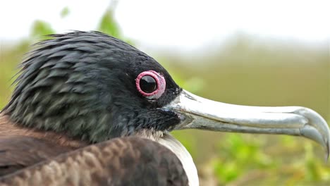 close up of great frigatebird on their nest on genovesa island in galapagos national park ecuador