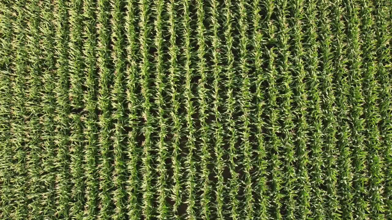 A drone flies over rows of corn waving in the wind.