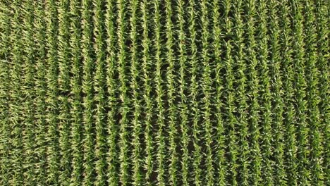a drone flies over rows of corn waving in the wind.