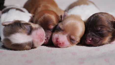 camada de lindos cachorros recién nacidos 03