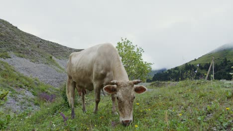 pale cow grazing in a mountain meadow