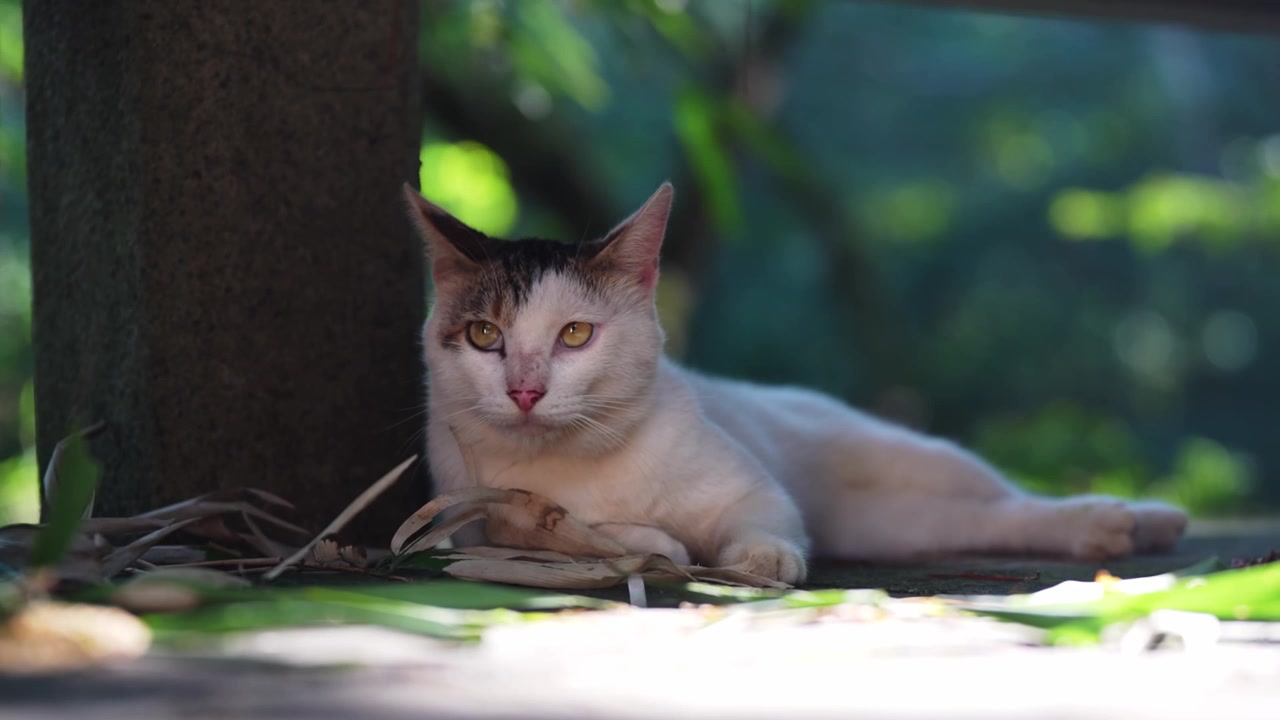 Un grazioso felino bianco che riposa all'ombra in una giornata luminosa.