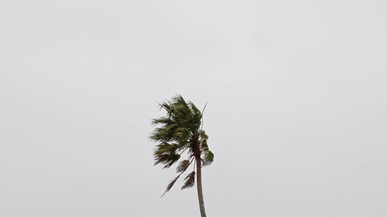 Palm tree in strong wind in front of