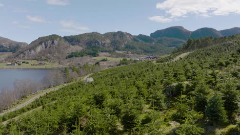 Low-Fly-Over-Growing-Christmas-Tree-Plantation-With-Mountain-Ranges-Background