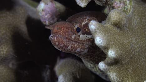 barred-fin moray eel  close up between hard corals