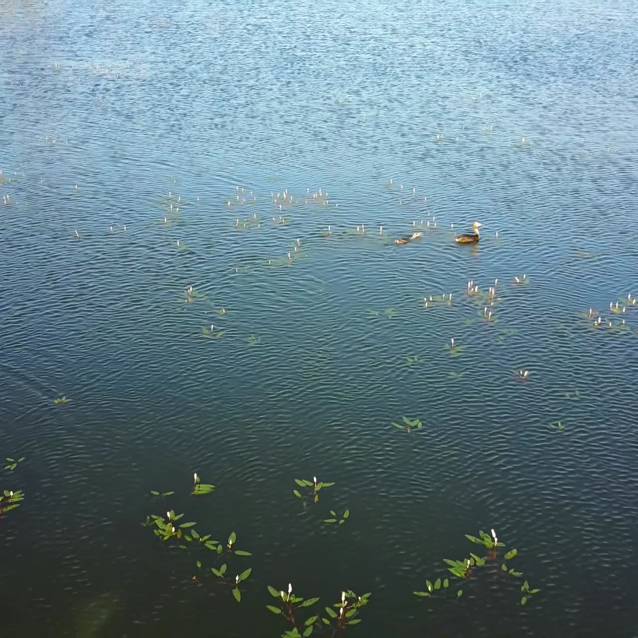 Birds Enjoying A Sunny Morning. Silhouette of birds in a pond or lake enjoying a sunny morning