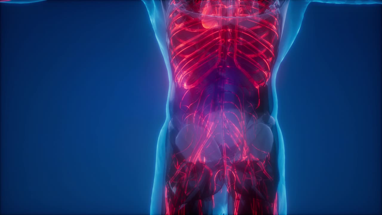 vasos sanguíneos del cuerpo humano