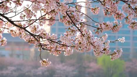 blooming sakura cherry blossom