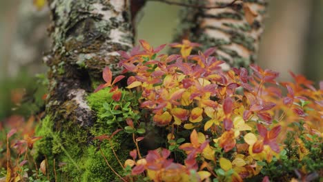 bright-colored cranberry leaves and soft moss around the birch tree trunk