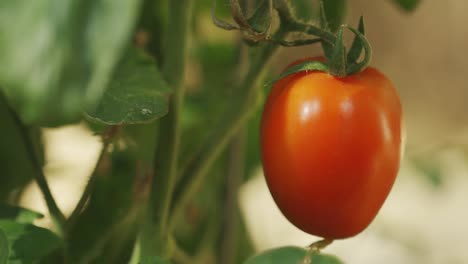 un sabroso tomate rojo fresco en la planta aislada de cerca