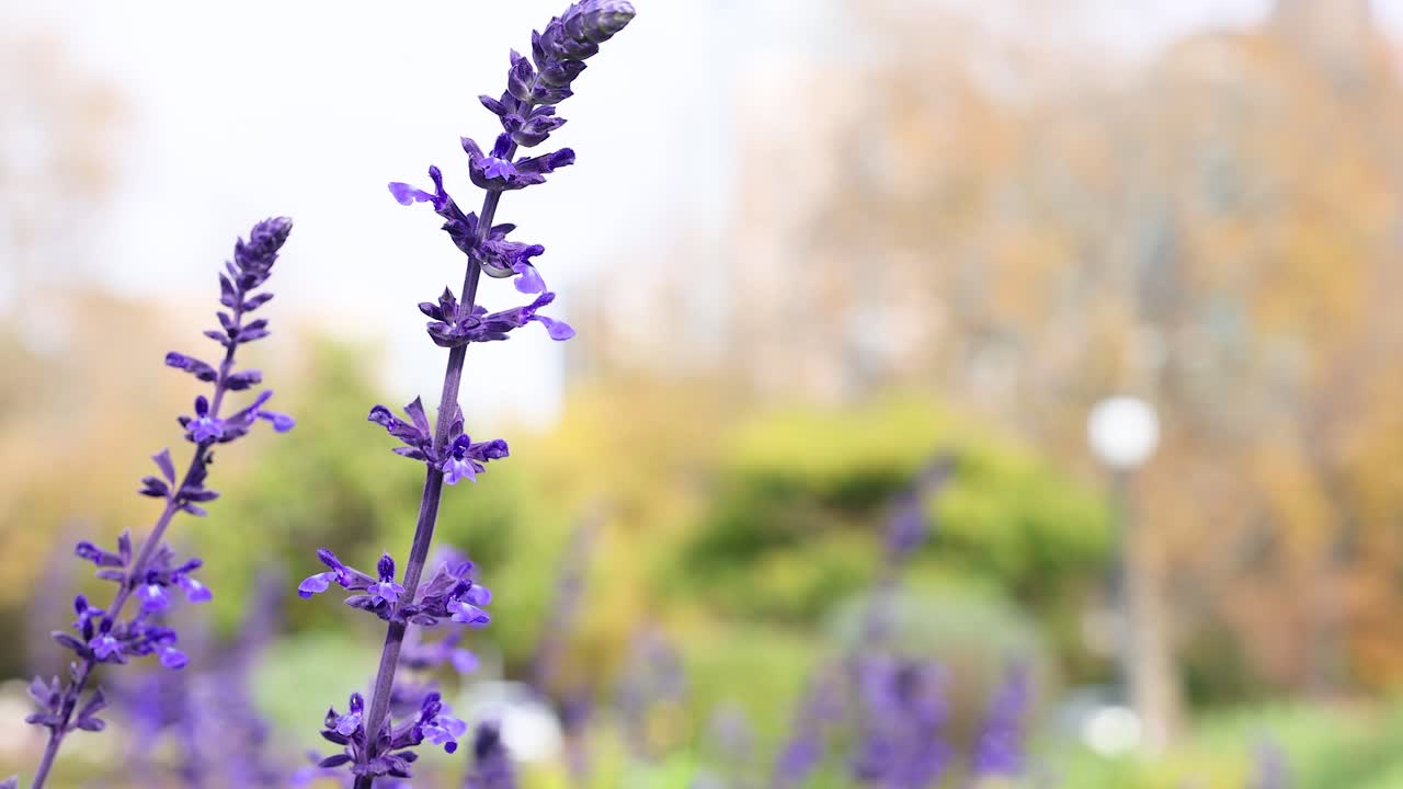 las flores de lavanda se balancean en el parque de melbourne.