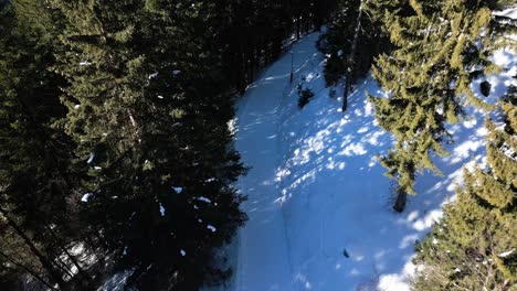 three-people-tobogganing-down-a-slope-in-the-forest-together