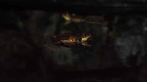 Tracking-shot-of-a-pair-of-frogs-floating-on-a-pond-at-night-in-Panama