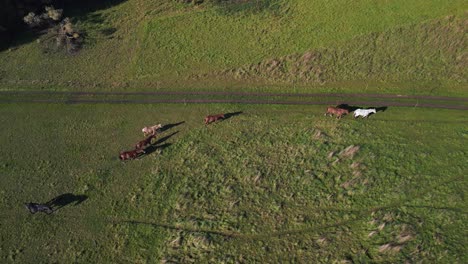 Herd-of-horses-on-meadow-paddock