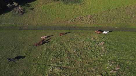 herd of horses on meadow paddock