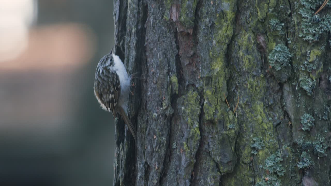 treecreeper pájaro escalada vertical en tronco de árbol corteza alimentación comer