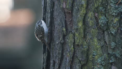 Treecreeper-bird-climbing-vertical-on-tree-trunk-bark-feeding-eating