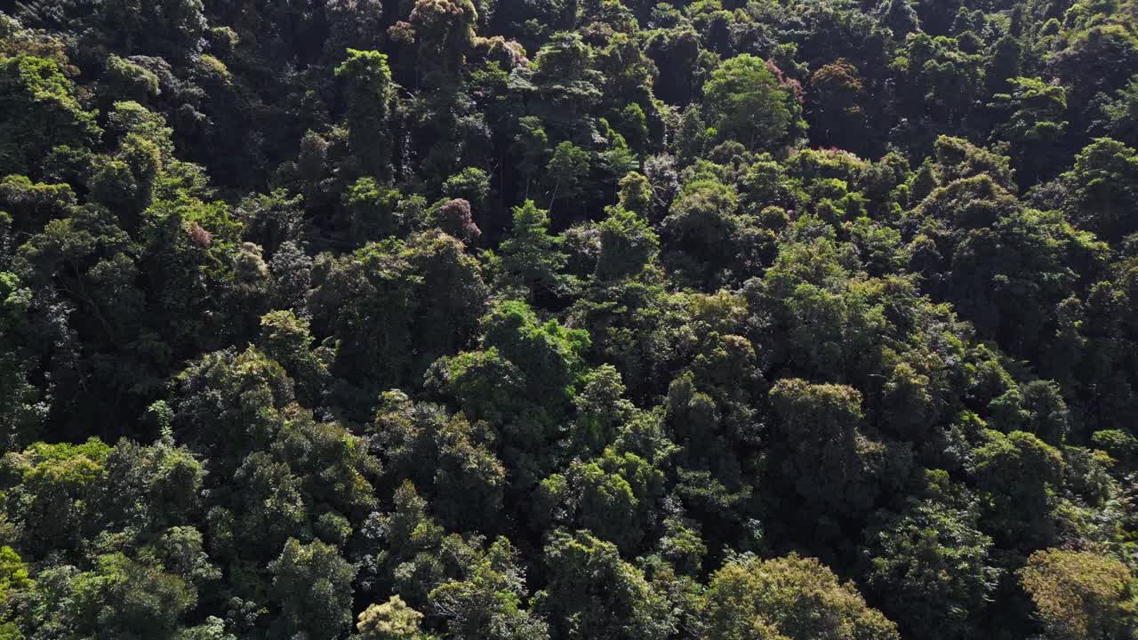 Green Dense Mixed Forest Jungle Primeval Rainforest Irradiated by Sun