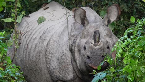 A-one-horned-rhino-standing-in-the-grasses-and-bushes-of-the-jungle-in-the-Chitwan-national-Park-in-Nepal