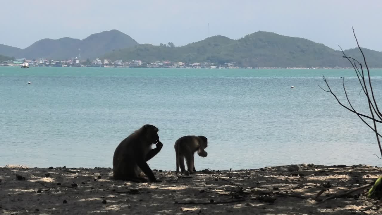 Group of wild monkeys sitting on the sandy beach of Monkey Island in Nha Trang, Vietnam, near the water in a tropical island setting