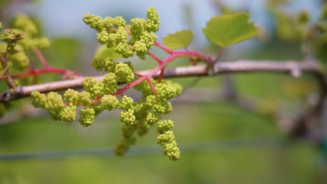 close-up of grapevine with small clusters of grapes in the vineyard