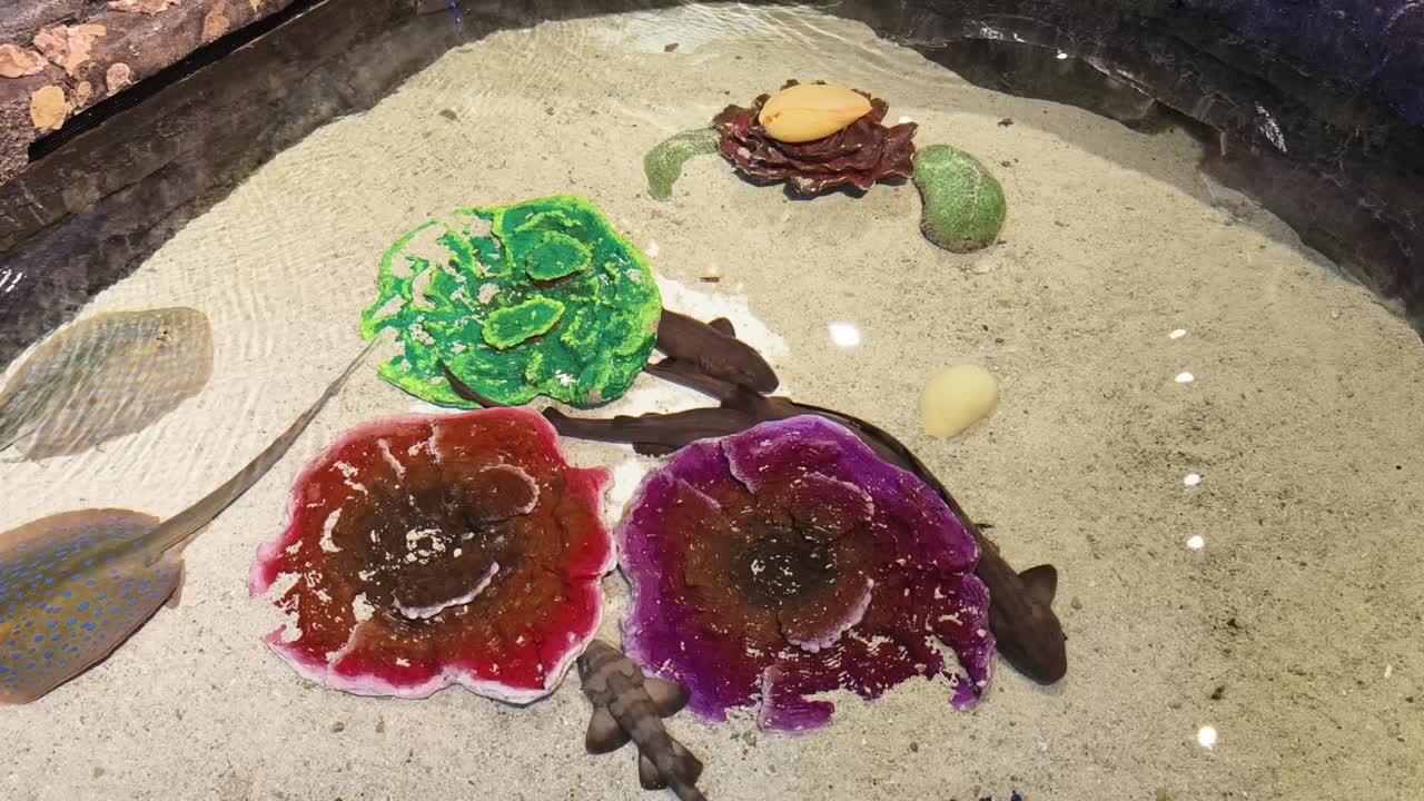 exhibición de acuario colorido con rayas y coral